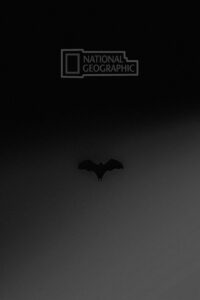 National Geographic: Wild Worlds Weirdest Freaks of Nature (2010)